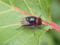 Hydrotaea