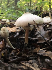 Agaricus leptocaulis