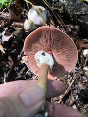 Agaricus leptocaulis