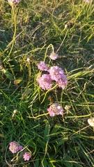 Armeria maritima elongata