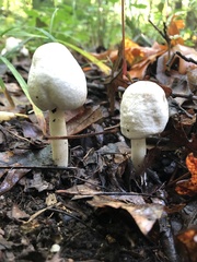 Agaricus leptocaulis