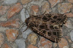 Sideridis reticulata