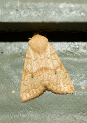 Xylenini