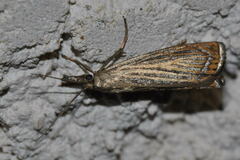 Chrysoteuchia culmella