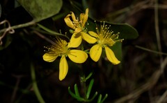 Hypericum empetrifolium