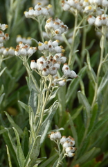 Anaphalis margaritacea