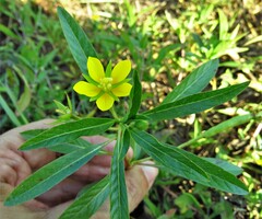 Ludwigia peploides