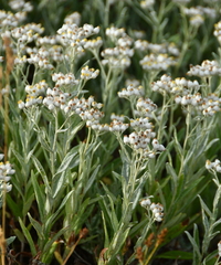 Anaphalis margaritacea