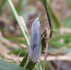 Crambus lathoniellus