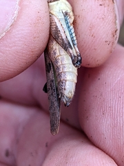 Trimerotropis fontana