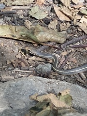 Masticophis lateralis