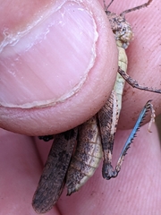 Trimerotropis fontana