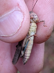 Trimerotropis fontana