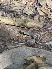 Masticophis lateralis