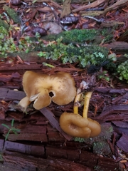 Chrysomphalina chrysophylla