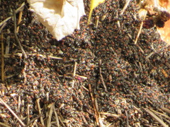 Formica integra