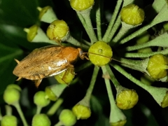 Ectobius vittiventris