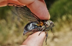 Lyristes plebejus