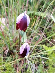 Calochortus purpureus