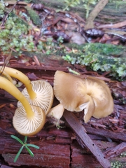 Chrysomphalina chrysophylla