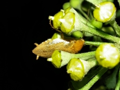 Ectobius vittiventris