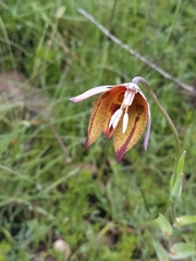 Calochortus purpureus