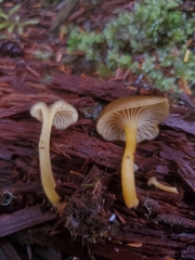 Chrysomphalina chrysophylla