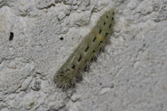 Pterophorus pentadactyla