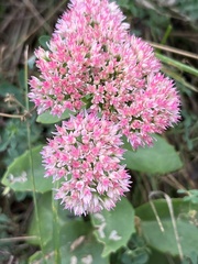 Hylotelephium maximum × spectabile