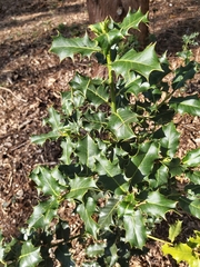 Ilex aquifolium