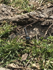 Rhionaeschna multicolor