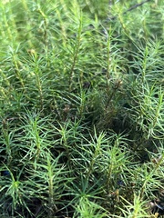Polytrichastrum alpinum