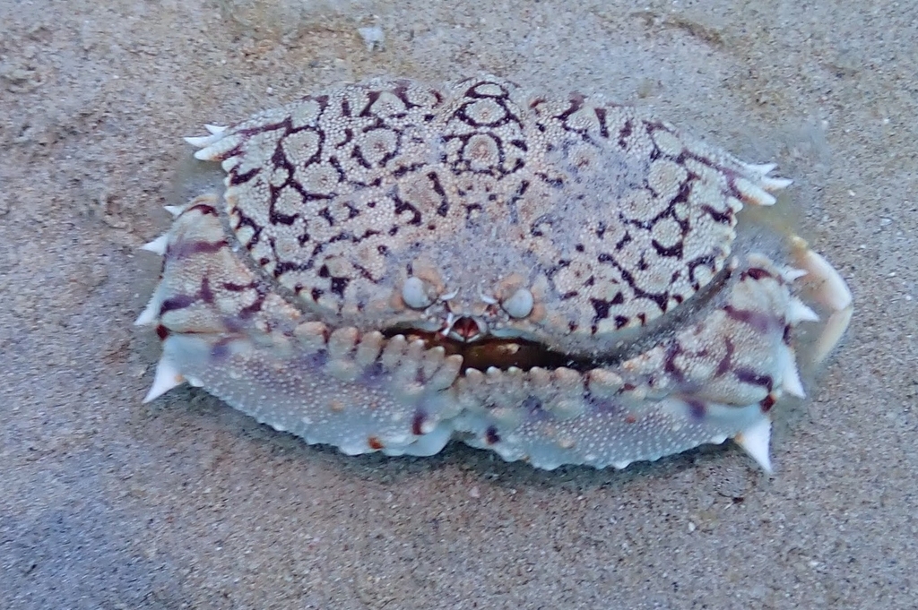 ocellate box crab