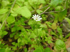 Stellaria cupaniana
