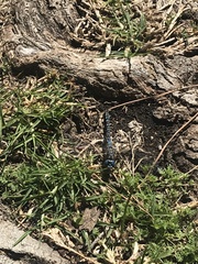 Rhionaeschna multicolor