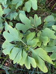 Ginkgo biloba