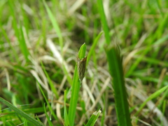Chrysoteuchia culmella