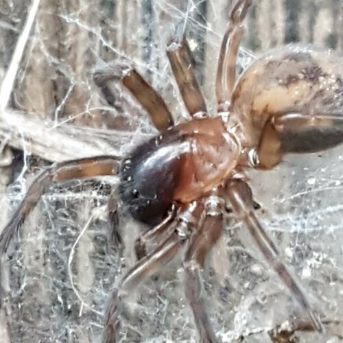 Amaurobius fenestralis Group