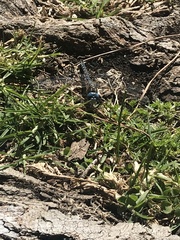 Rhionaeschna multicolor