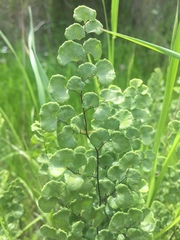 Adiantum chilense scabrum