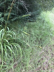 Tripsacum dactyloides