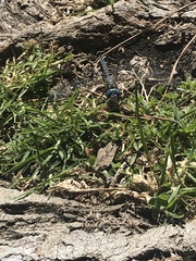 Rhionaeschna multicolor