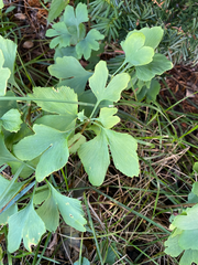 Ginkgo biloba