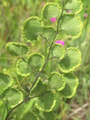 Adiantum chilense scabrum