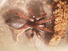 Trachyzelotes pedestris