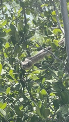 Masticophis flagellum testaceus