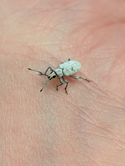 Myllocerus undecimpustulatus