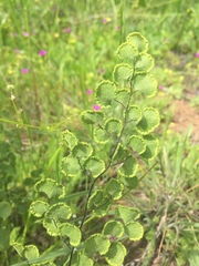 Adiantum chilense scabrum