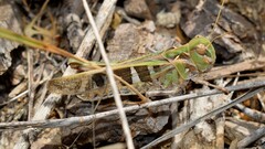 Oedaleus decorus