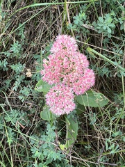 Hylotelephium maximum × spectabile